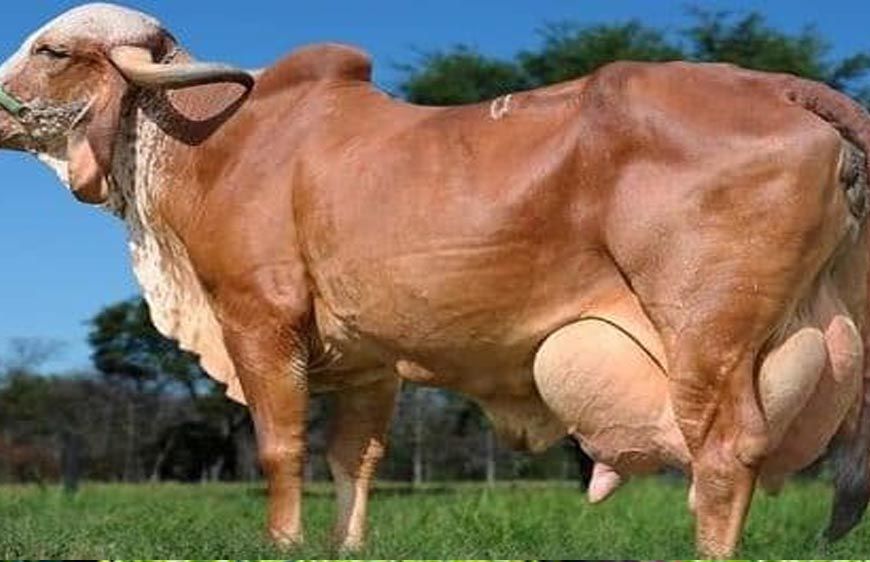 विशेष आर्टिकल- गिर गाय नस्ल: स्वदेशी गौ संवर्धन की रानी – विशेषताएं, लाभ और उत्तर प्रदेश में योगदान