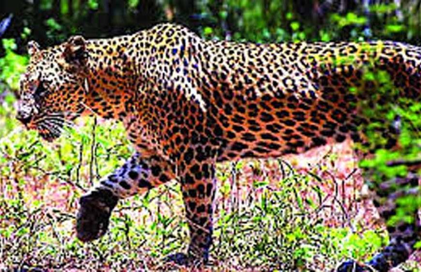 400 के.वी. सबस्टेशन इंदौर में घुसे तेंदुए को बहादुरी से पकड़ा