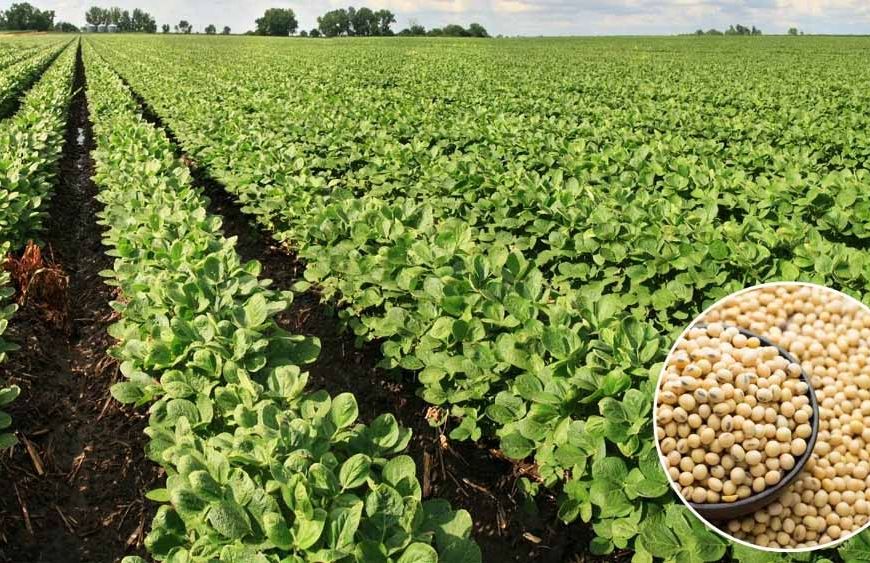 भावांतर योजना को गति देने मंडी बोर्ड लेगा 1,500 करोड़ का कर्ज