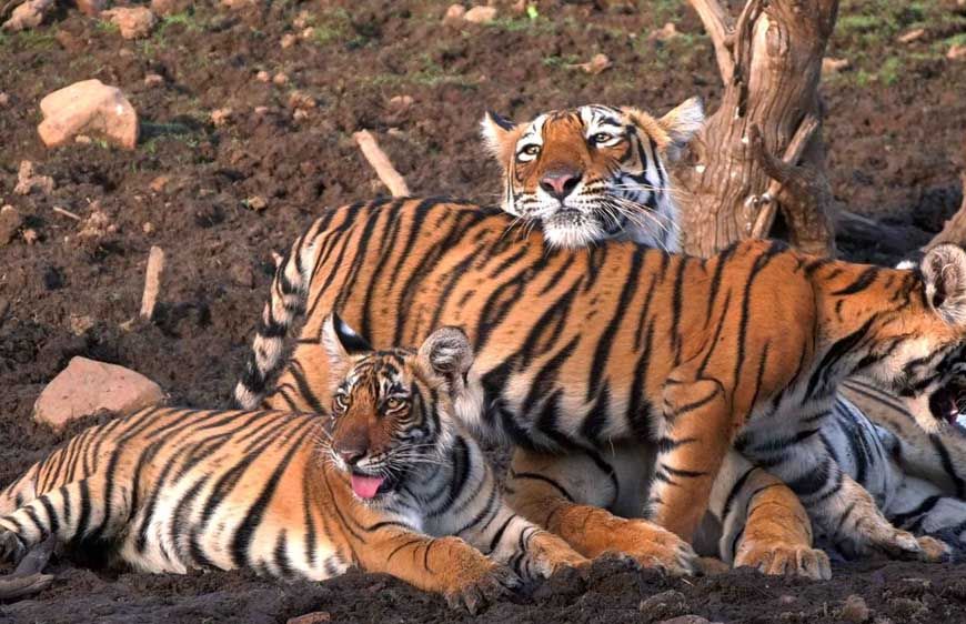 एमपी फिर बन सकता है टाइगर स्टेट: All India Tiger Estimation 2026 की प्रक्रिया शुरू