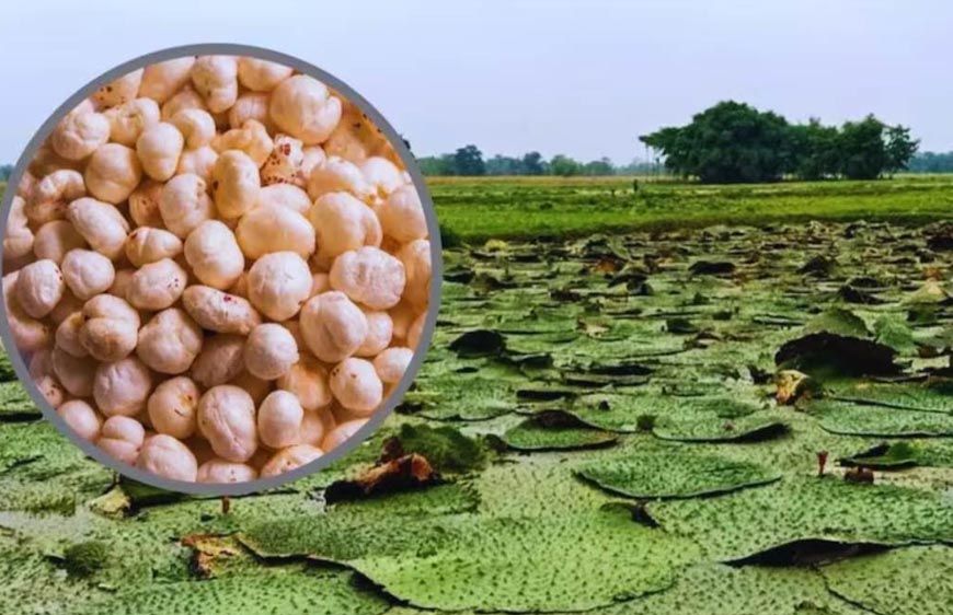 बिहार मॉडल पर मध्यप्रदेश में मखाना खेती, 4 जिलों में शुरू होगा पायलट प्रोजेक्ट