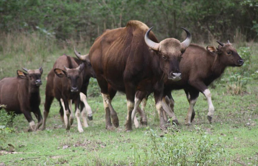कान्हा नेशनल पार्क में आएंगे असम के वाइल्ड बफेलो, टाइगर रिजर्व में बढ़ेगा वाइल्डलाइफ रोमांच