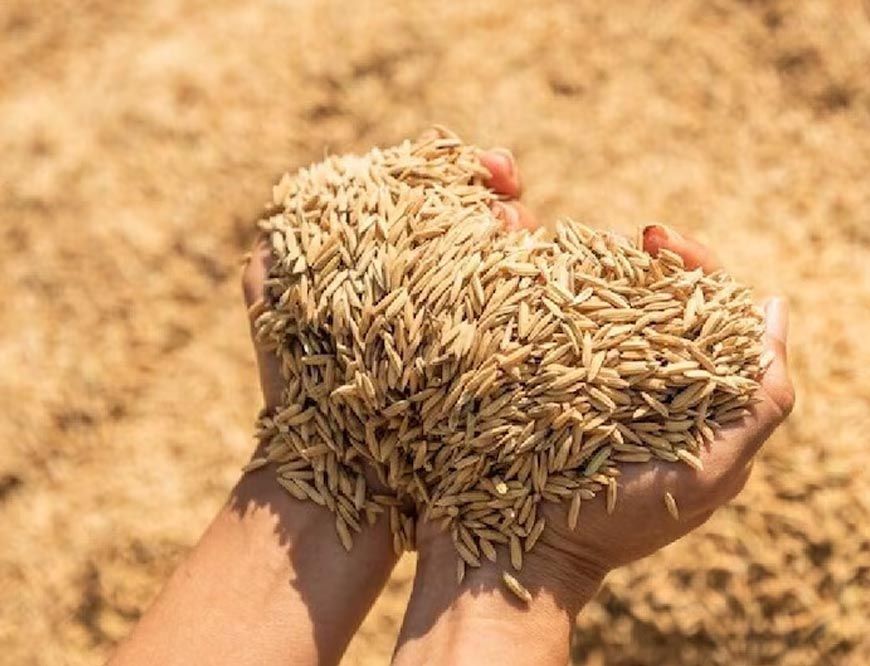 2.43 लाख मीट्रिक टन से अधिक की हो चुकी धान खरीद