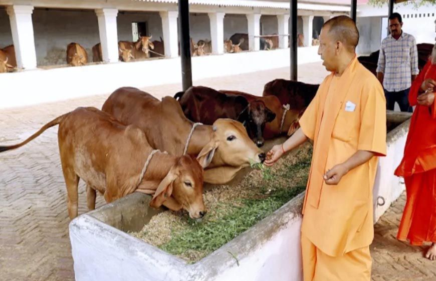 विशेष आर्टिकल- मुख्यमंत्री स्वदेशी गौ संवर्धन योजना: योगी सरकार का देसी गौ-पालन क्रांति – 80 हजार तक अनुदान से किसानों की आय दोगुनी