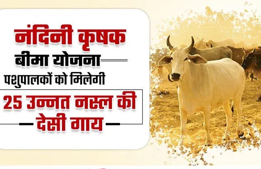 विशेष आर्टिकल- नंदिनी कृषक समृद्धि योजना: योगी सरकार का डेयरी सशक्तिकरण मॉडल – लाभों का विस्तृत विश्लेषण
