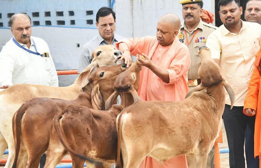 विशेष आर्टिकल- साहीवाल गाय नस्ल: उत्तर प्रदेश की डेयरी क्रांति की रानी – विशेषताएं, लाभ और योगी सरकार की योजनाओं में योगदान
