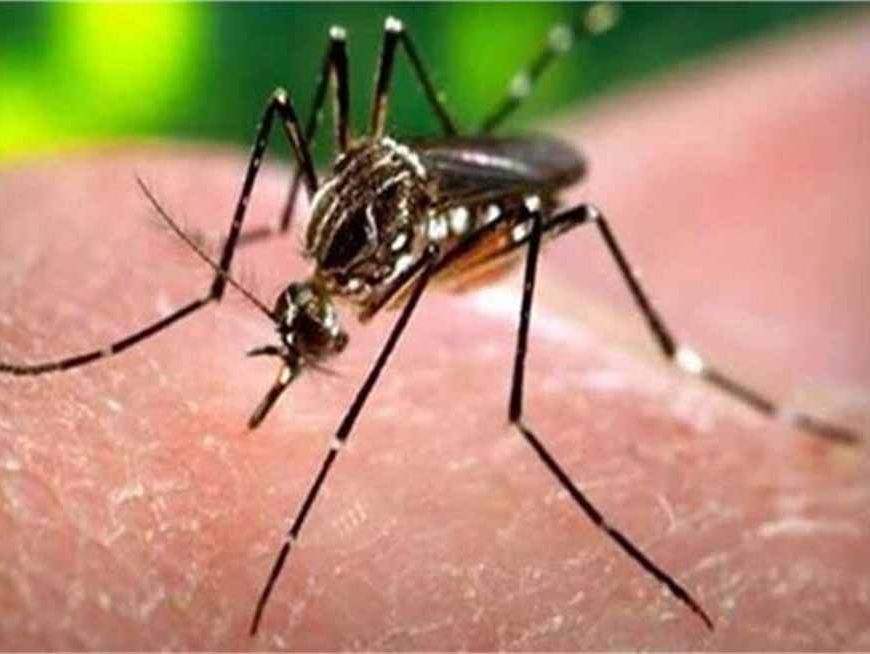 सिरसा में डेंगू का कहर तेज़, उपचार के दौरान मरीज की मौत से हड़कंप