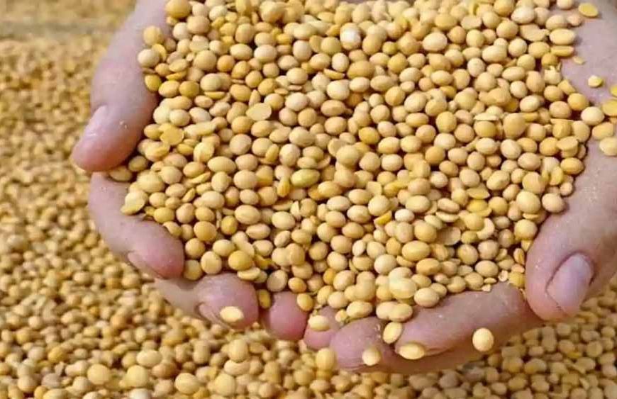 सोयाबीन किसानों को बड़ी राहत: भावांतर योजना में मॉडल रेट बढ़कर 4225 रुपये