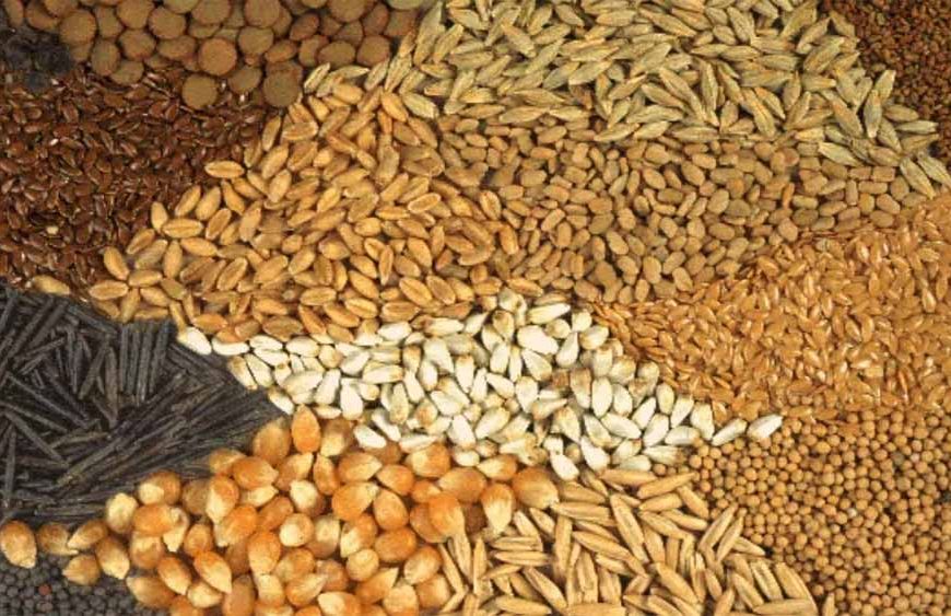 रबी सीजन 2025-26: यूपी के किसानों को मिलेंगे 11 लाख क्विंटल बीज, खाद की कोई कमी नहीं