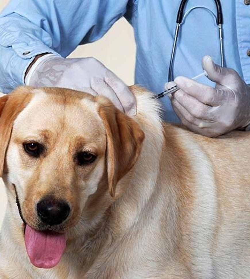 कैनाइन डिस्टेंपर वायरस से बचाव: चीतों-बाघों की सुरक्षा के लिए कुत्तों का होगा टीकाकरण