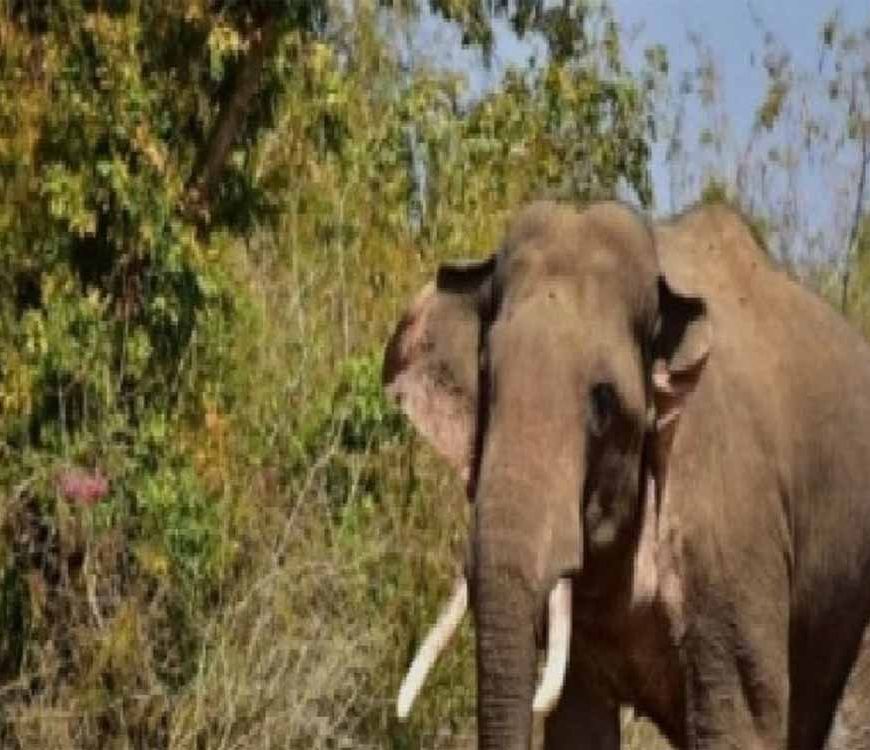 रामगढ़ में हाथियों का उत्पात: 45 वर्षीय महिला की कुचलकर मौत