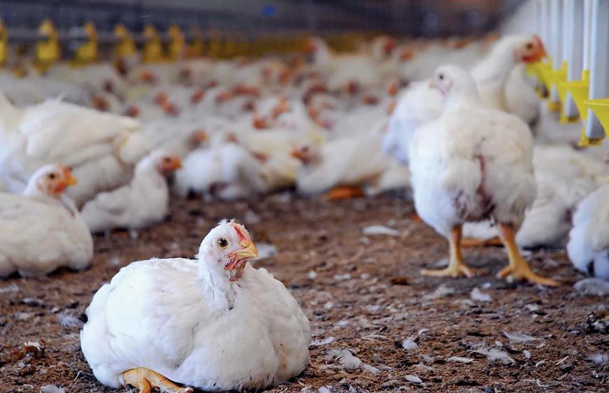 पक्के मुर्गी शेड ने बढ़ाई हितग्राही की आय,आजीविका हुई सुदृढ़