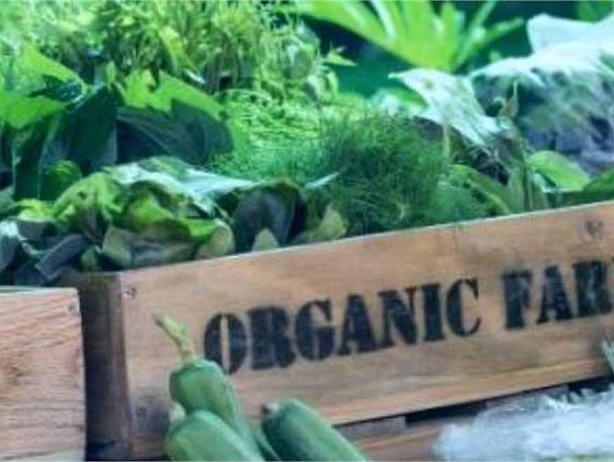 हरियाणा सरकार का बड़े स्तर पर कदम, 2 जिलों में खुलेंगी ऑर्गेनिक फसलों की मंडियां