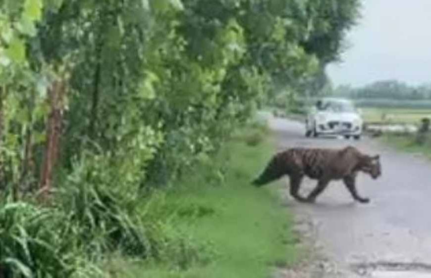 रणथंभौर में टाइगर का अचानक दर्शन, मंदिर मार्ग पर श्रद्धालुओं में रोमांच और सतर्कता