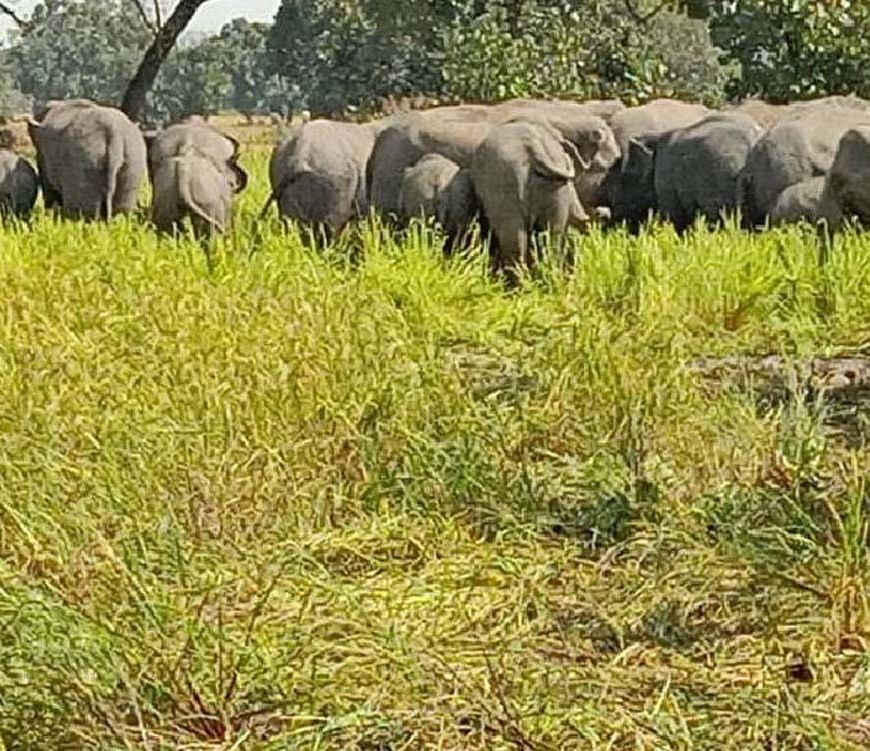गिरिडीह में जंगली हाथियों का उत्पात: मस्जिद की दीवार तोड़ी, फसलें की बर्बाद