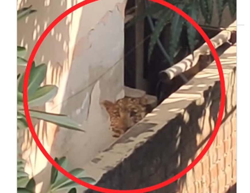 जयपुर: VVIP सिविल लाइंस इलाके में मंत्री सुरेश रावत के घर में घुसा लेपर्ड