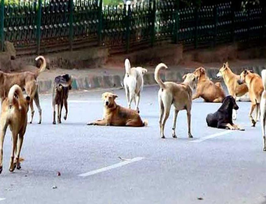 कर्नाटक सरकार का बड़ा फैसला: कुत्ते के काटने से मौत पर परिवार को 5 लाख, चोट-निशान पर 5 हजार रुपये मुआवजा