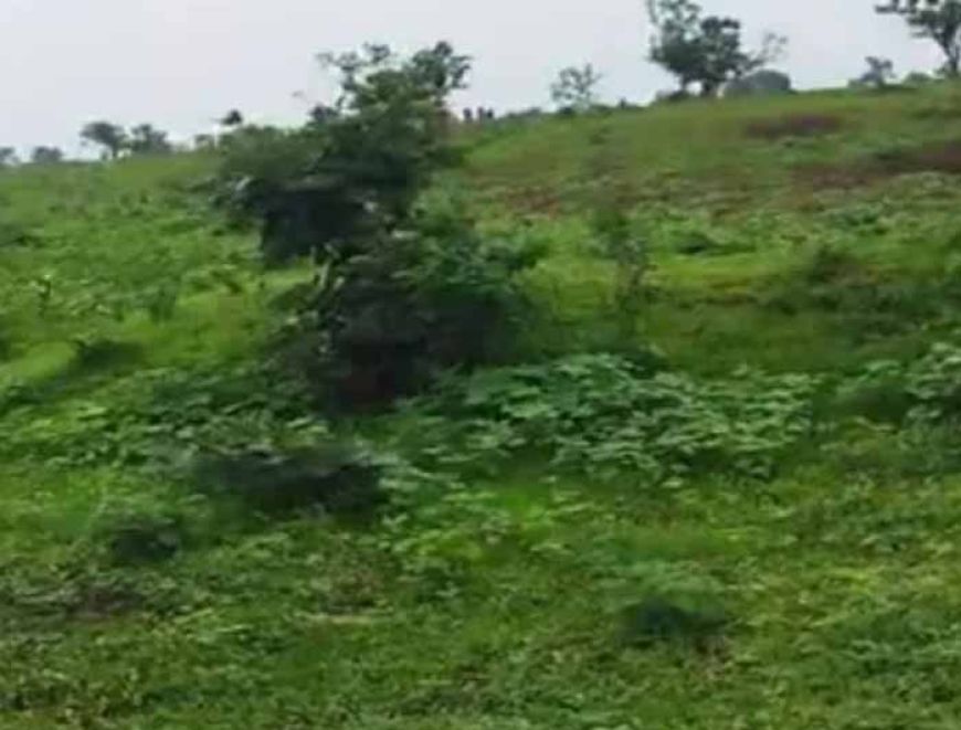 रीवा में वन विभाग पर हमला: वनकर्मी बंधक, जबरन वीडियो डिलीट कराए