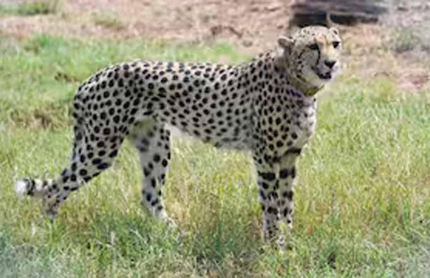 चीता परियोजना के अभूतपूर्व परिणाम, चीतों की संख्या बढ़कर हुई 32