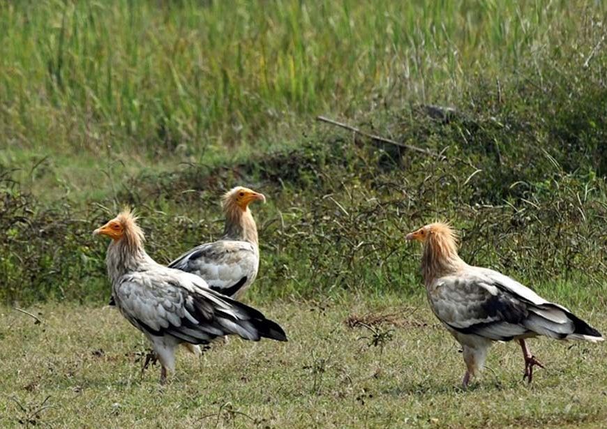 कोपरा जलाशय को मिलेगा रामसर स्थल का दर्जा