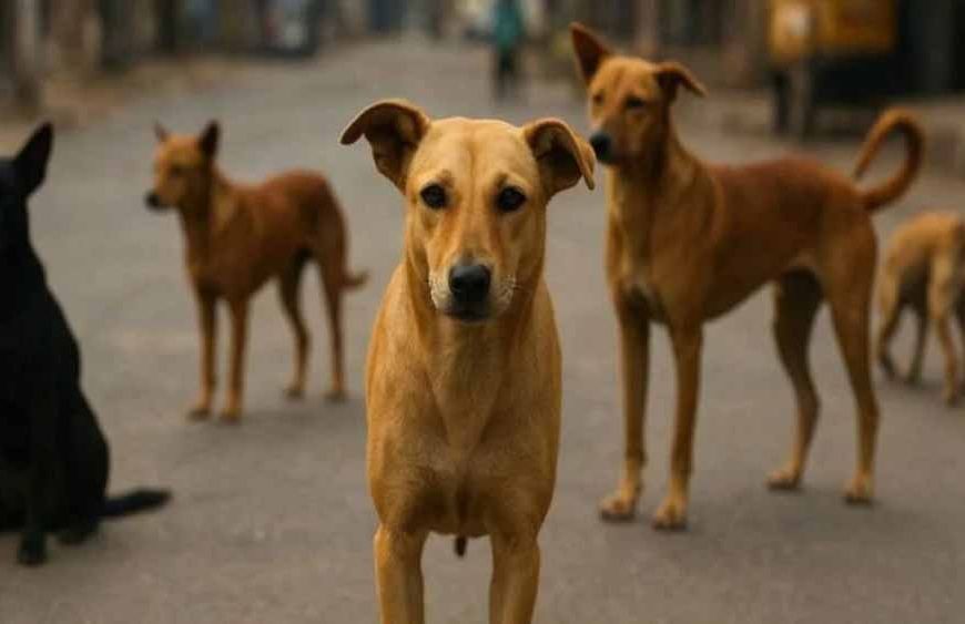 आवारा कुत्ता नियंत्रण आदेश का शिक्षकों ने किया विरोध, बोले—प्राचार्यों पर अतिरिक्त भार