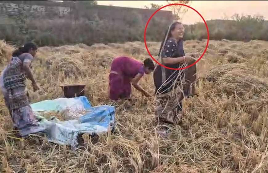 बलरामपुर-रामानुजगंज में धान कटाई: कृषि मंत्री राम विचार नेताम की पत्नी भी उतरीं खेत में, ग्रामीणों में बढ़ा उत्साह