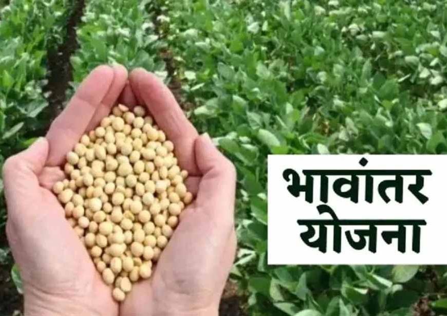 भावांतर योजना में सोयाबीन का मॉडल रेट बढ़कर हुआ 4285 रुपए