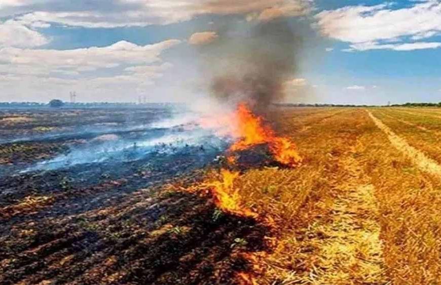 सुप्रीम कोर्ट के आदेश बेअसर! MP में किसानों द्वारा धड़ाधड़ पराली जलाने से बढ़ी चिंता