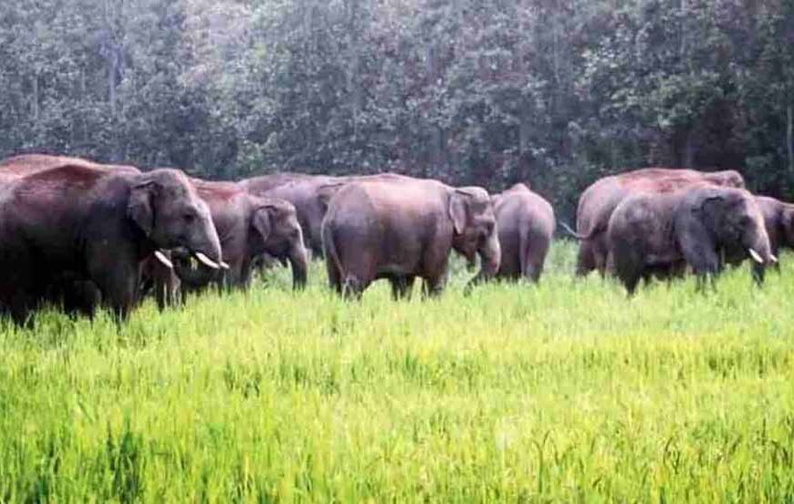 गिरिडीह में हाथी का कहर: किसान की मौत, ग्रामीणों ने वन विभाग पर लापरवाही का आरोप
