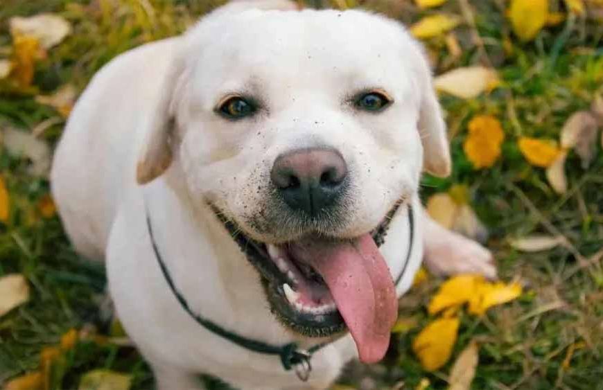 समुद्र किनारे खोया कुत्ता 1500 किमी दूर मिला, 3 महीने बाद मालकिन की तड़प हुई खत्म