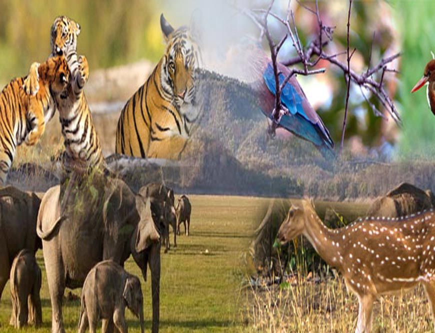 छत्तीसगढ़ में जल्द लागू होगी योजना, लोग अब वन्य प्राणियों को गोद ले सकेंगे