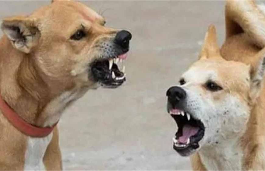 जिले में आवारा कुत्तों का आतंक, एक दिन में 8 लोगों को बुरी तरह काटा