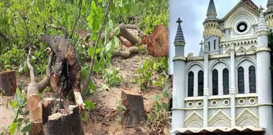 MP हाईकोर्ट का आदेश: बिना अनुमति कोई भी पेड़ नहीं काटा जाएगा, 'ग्रीन कवर नष्ट करना विनाश है
