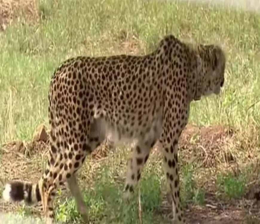 कूनो पार्क से फिर बाहर निकला चीता KP-2, किशनगंज रेंज में दिखी हलचल