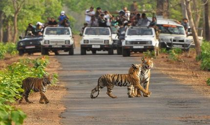 बांधवगढ़ में पर्यटन का नया रिकॉर्ड, अक्तूबर-नवंबर में सैलानियों की संख्या में 13% की बढ़ोतरी