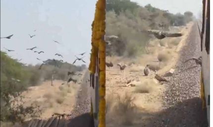 लोको पायलट का जज्बा: गिद्धों की सुरक्षा के लिए धीमी चलाई स्वर्णनगरी एक्सप्रेस