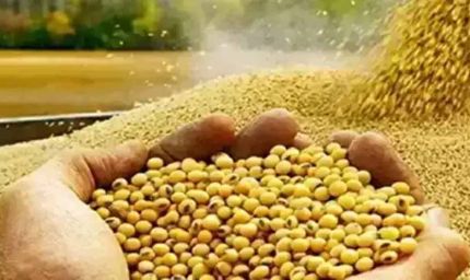 भावांतर योजना में सोयाबीन का मॉडल रेट 4239 रुपए जारी