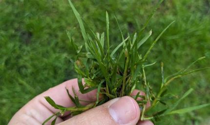 बुधवार का खास टोटका: घर के इस स्थान पर दूर्वा  रखने से मिलती है तरक्की