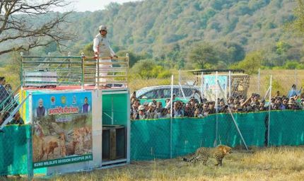 अंतर्राष्ट्रीय चीता दिवस पर बड़ा कदम: CM मोहन यादव ने तीन चीतों को जंगल में किया रिलीज