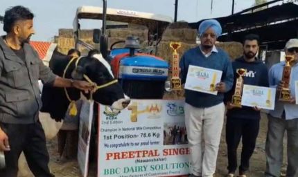 मिल्किंग चैंपियनशिप का नया रिकॉर्ड: 78 किलो दूध देने वाली पंजाब की गाय बनी नंबर-1 विजेता