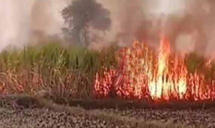 गन्ने के खेत में भीषण आग: 7 एकड़ फसल राख, ग्रामीणों ने संभाला मोर्चा