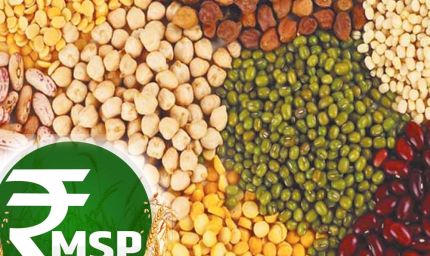 किसानों को बड़ा तोहफा: सरकार करेगी दलहन की 100% खरीद, MSP पर केंद्र ने दिया अपडेट