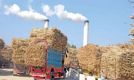 कैलारस शुगर मिल नए साल से पहले हो सकता है चालू, 10 हजार किसान देंगे गन्ना