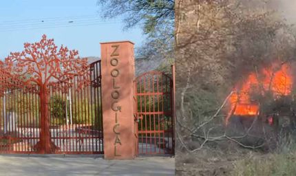 नाहरगढ़ बायोलॉजिकल पार्क: लॉयन सफारी में आग, बड़ा हादसा टला