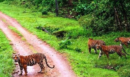 संजय टाइगर रिजर्व में सर्वे, शाकाहारी और मांसाहारी प्राणियों का आकलन, मिली खुशखबरी