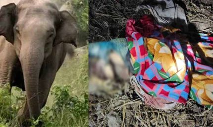 कोरबा : हाथी का कहर, 80 वर्षीय महिला की मौत, मां-बेटी में हड़कंप