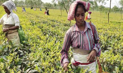 मांडविया का बयान: सरकार चाय बागानों की महिला कामगारों के कल्याण के लिए प्रतिबद्ध