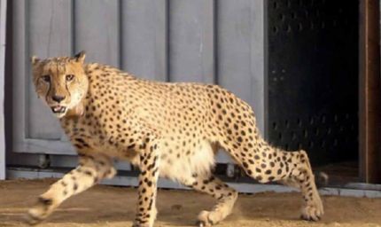 मध्य प्रदेश कैबिनेट: आठ चीते 26 जनवरी को बोत्सवाना से मध्य प्रदेश पहुंचेंगे, सरकार ने दी जानकारी