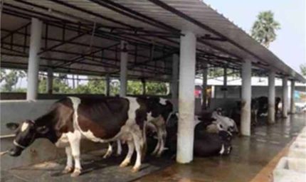 पंजाब का बड़ा एक्शन: डेयरी प्रोजेक्ट्स को 25 दिसंबर तक अनिवार्य रूप से पूरा करने का आदेश