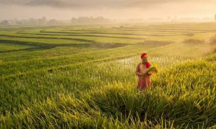 दुनिया भर में छाया भारतीय बासमती का जलवा: खुशबू ने बना दिया ‘चावल का बादशाह’